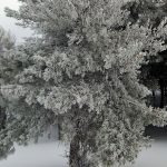Precioso árbol cubierto de la nieve recién caída