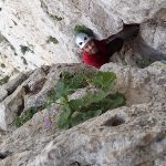 Escalada en Peñas Blancas (Cartagena). Vía XL, 150 m 6a