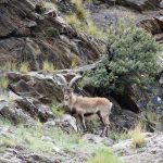 Macho montés en la Vereda de la Estrella de Sierra Nevada