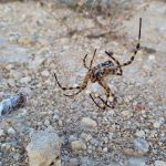 Araña en mitad de mi camino
