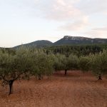 Campo de olivos y Despeñador al fondo