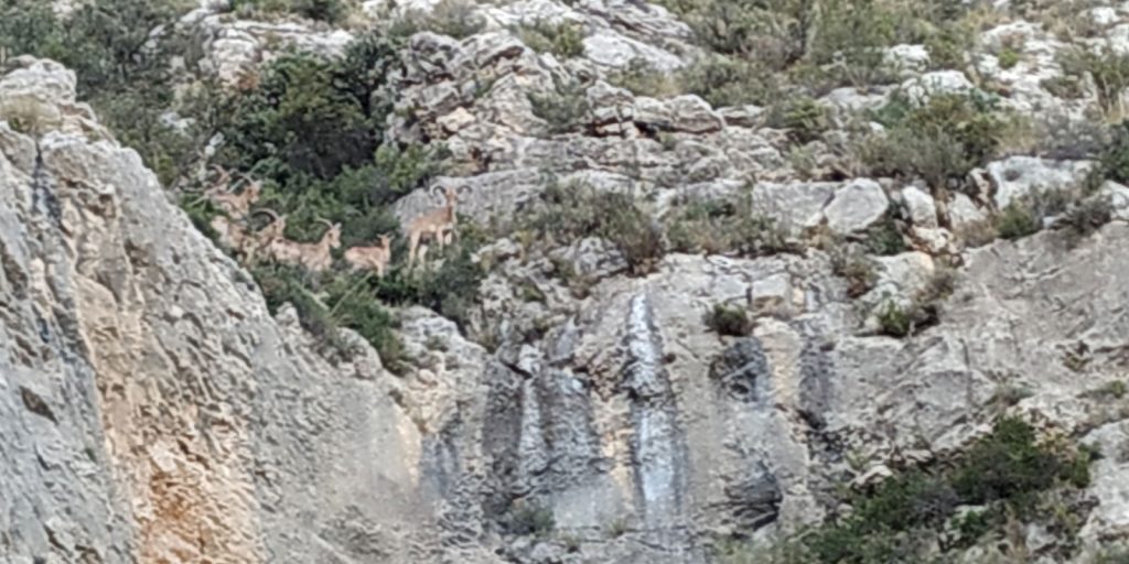 Arruís en el barranc del Vidrier