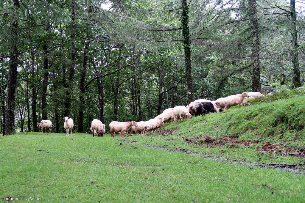 Rebaño de ovejas Latxas