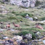 Rebaño de isards en el barranc de Sotllo