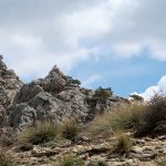 Una cabra montés en lo alto de un cerro en El Portacho, Sierra de Castril