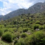 Vegetación de ribera en las orillas del río Castril