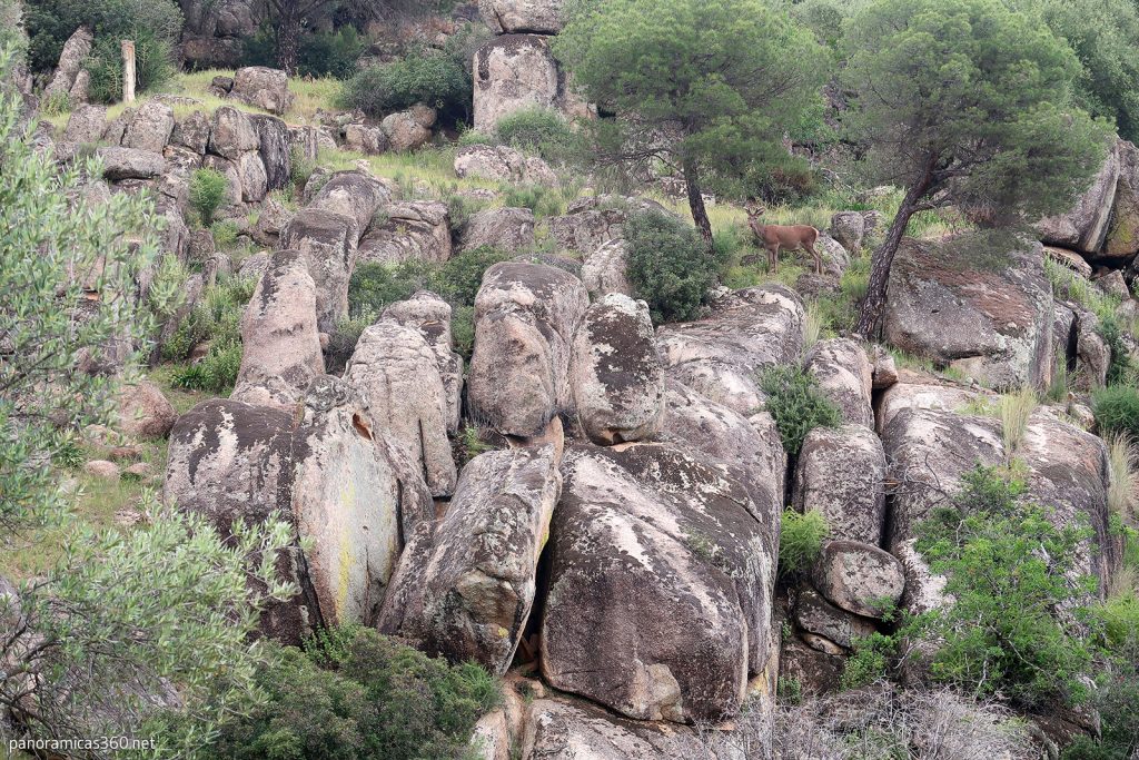 Ciervo en el Parque Natural de la Sierra de Andújar