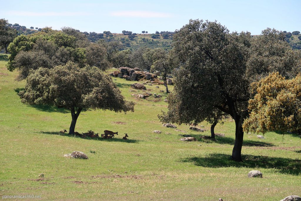 Ciervos bajo una encina en la Sierra de Andújar