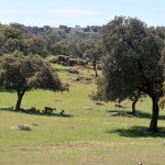 Ciervos bajo una encina en la Sierra de Andújar