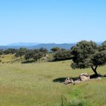 Zona de dehesa en el Parque Natural Sierra de Andújar