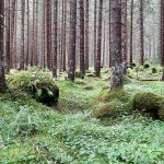 Espeso bosque cubierto de musgo y líquenes