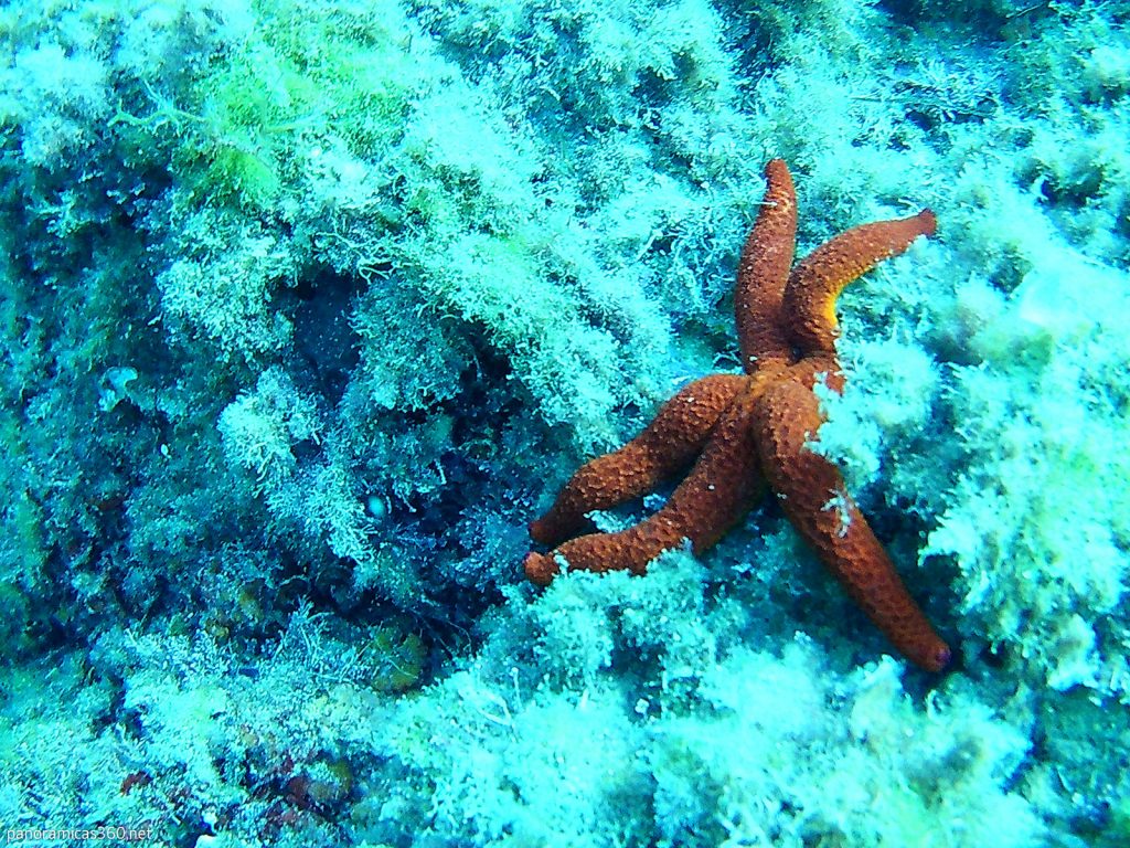 Estrella espinosa (Echinaster sepositus)