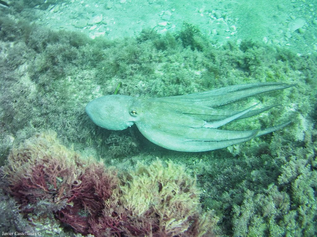 Pulpo (octopus vulgaris) en la cala de Gasparet
