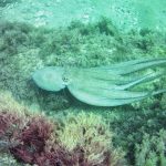 Pulpo (octopus vulgaris) en la cala de Gasparet