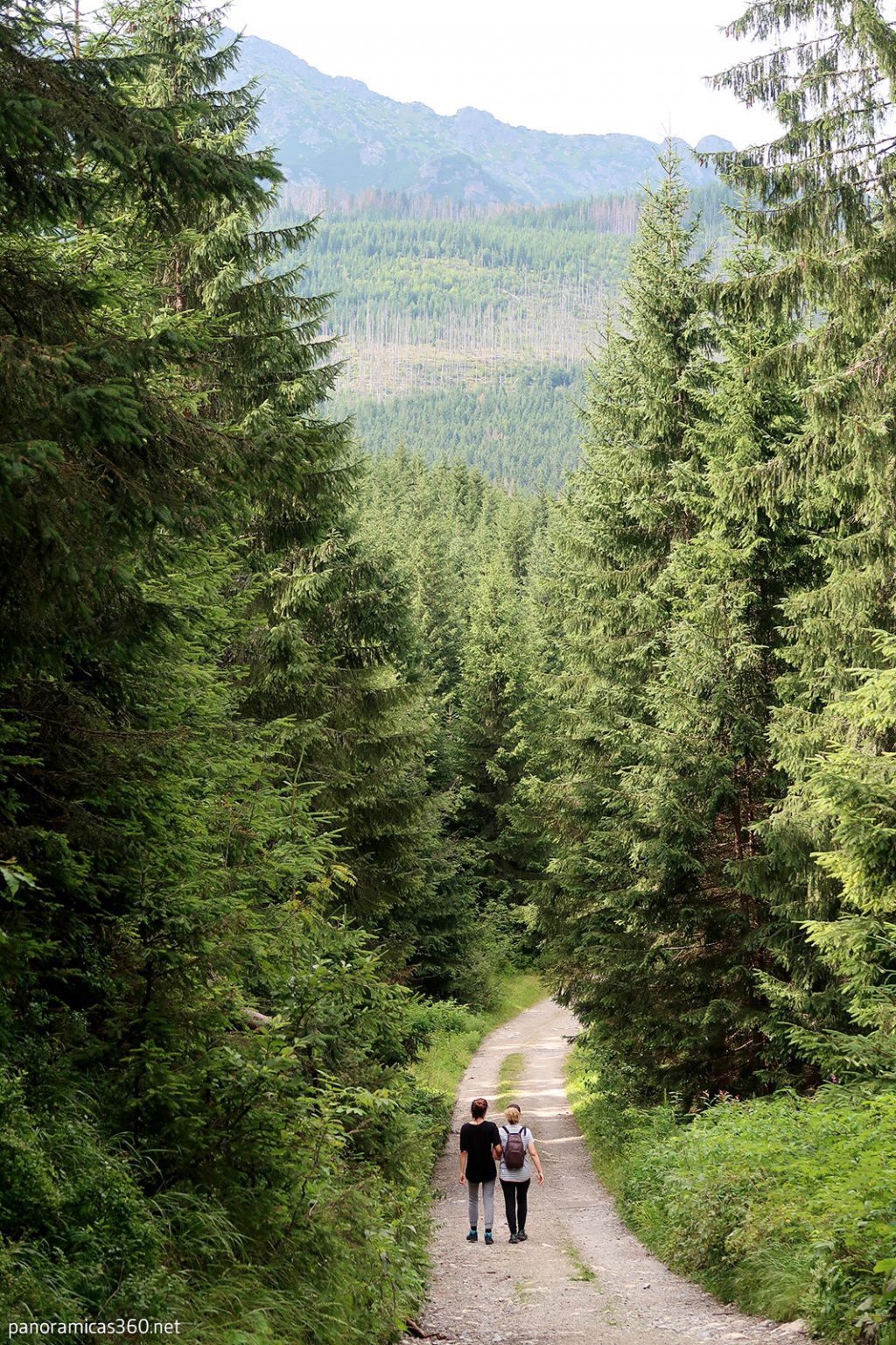 Precioso camino por donde discurre esta ruta senderista en los Montes Tatras