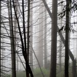 Bosque entre la niebla en los Tatras polacos