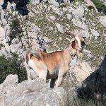 Cabra asilvestrada en la Sierra de Bernia