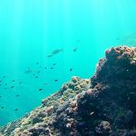 Snorkel junto al Peñón de Ifach