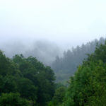 Bosque cubierto por la niebla