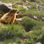 Marmota en el valle de Llardaneta