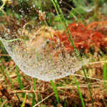 Tela de araña vencida por el peso de las gotas de agua