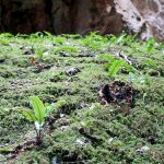 Lengua de ciervo (Phyllitis scolopendrium)