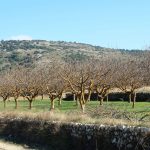 Bancal de frutales en els Plans d´Alaiat