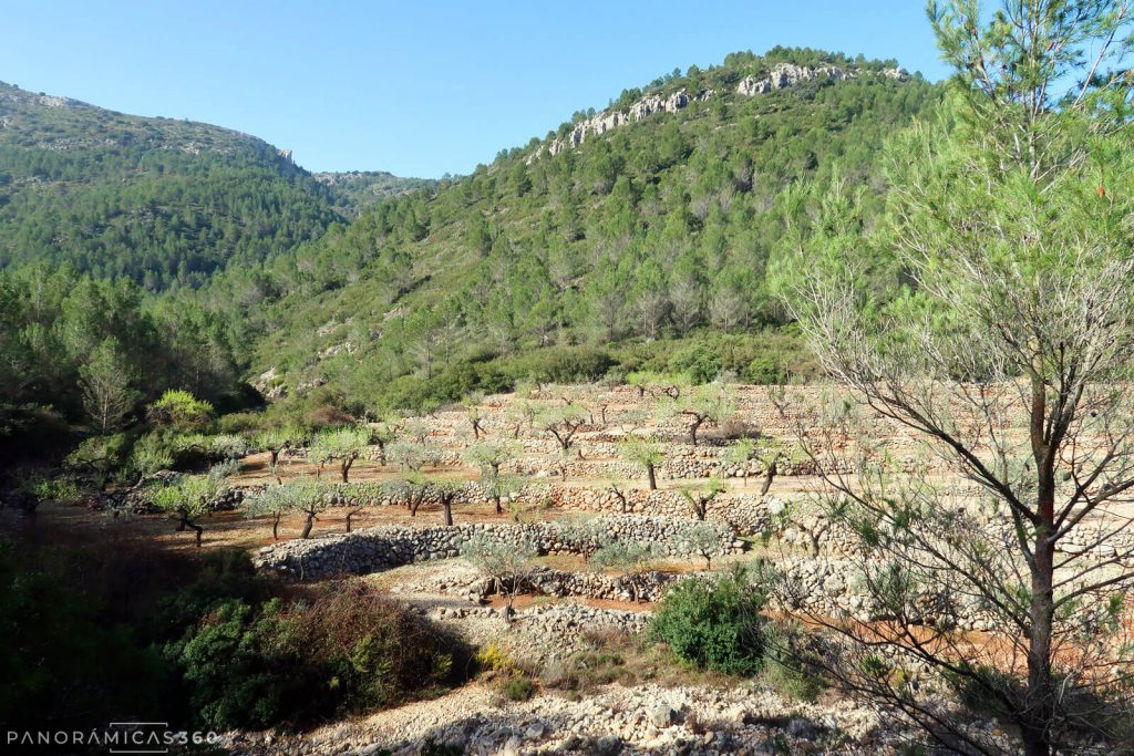 Inicio del barranco Galitero. Pinar y bancales de almendros alternan