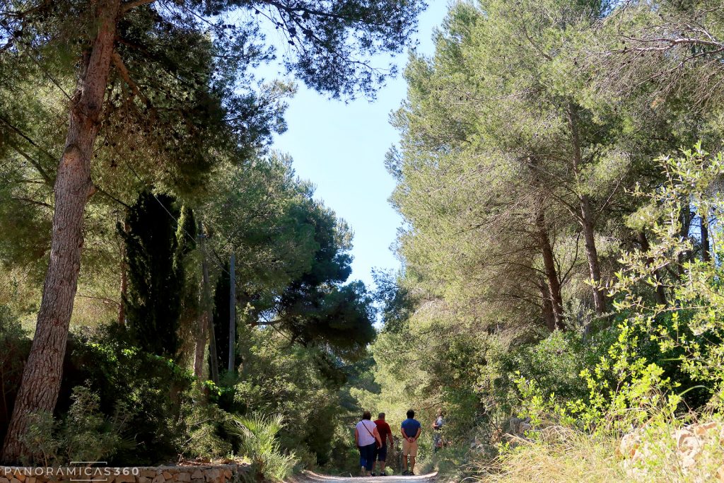 Senderistas caminando hacia los molinos de la Plana bajo la pinada