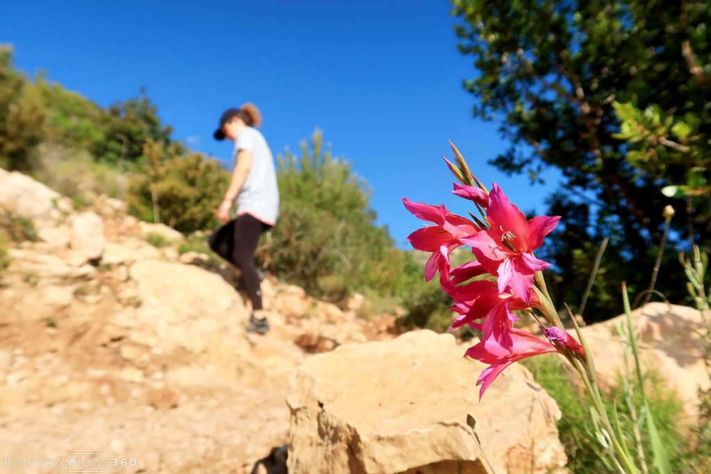 Ejemplar de gladiolus illyricus en la ladera del Cap de Sant Antoni