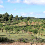 Bancal de almendros cerca del Mas del Racó