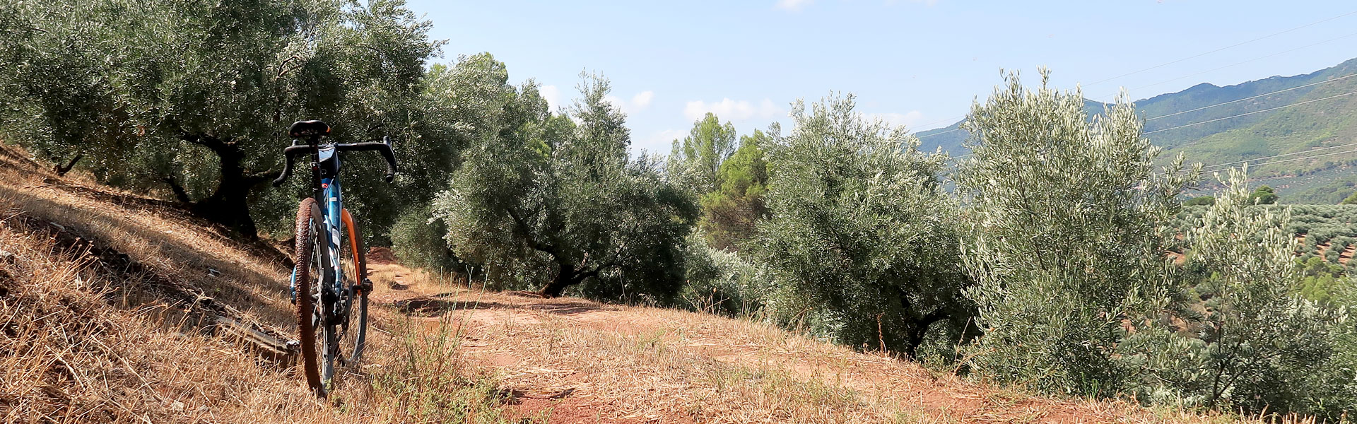 Bicicleta gravel en un campo de olivares