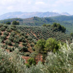 Campos de olivos en primer plano, al fondo Sierra de las Villas