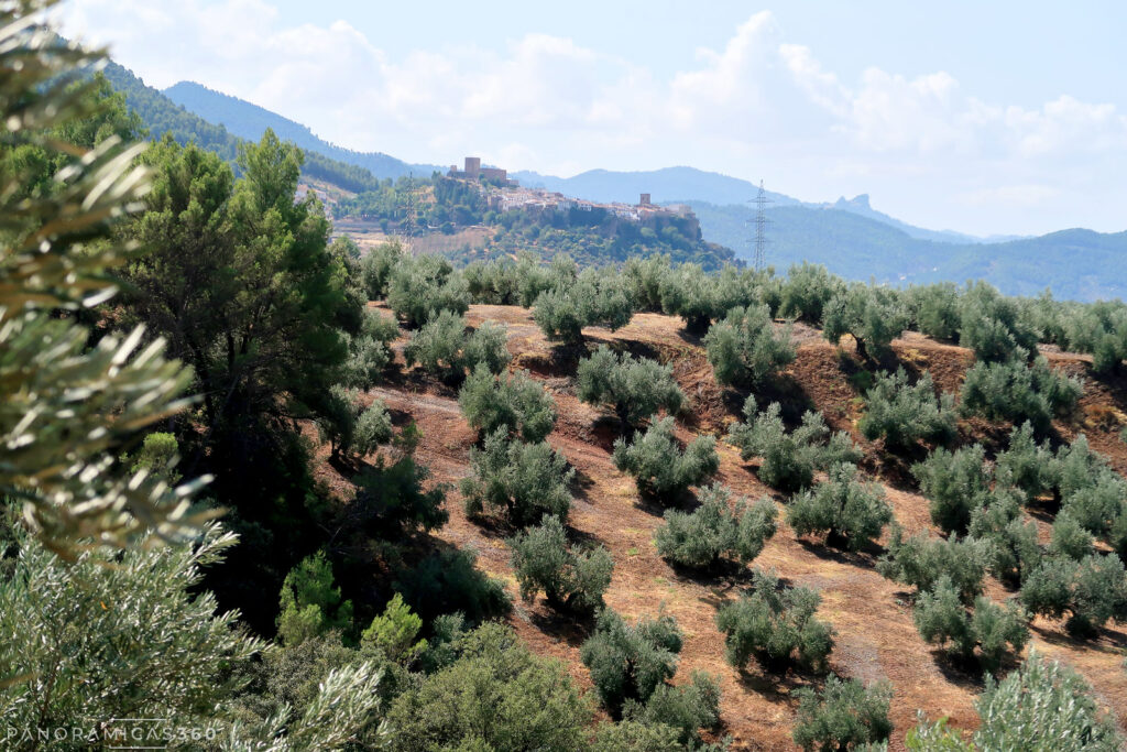 Olivar. Hornos de Segura detrás