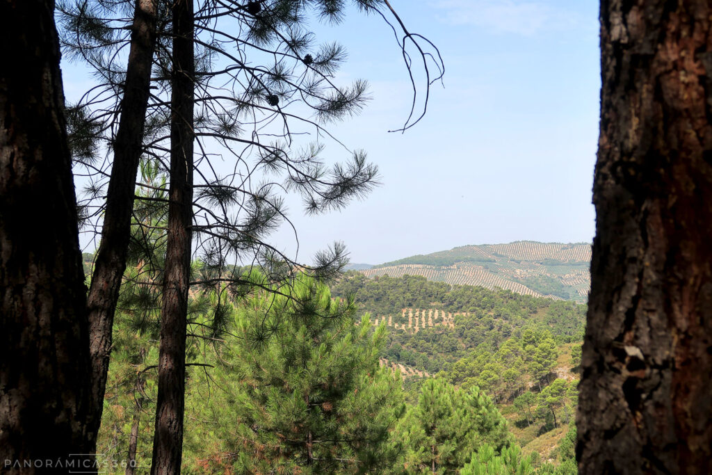 Vistas de los olivares que hay en torno a Beas de Segura