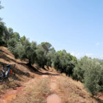 Pista de tierra entre olivares