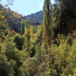 Frondosa vegetación en la ribera del río Segura