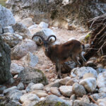 Joven ejemplar de macho montés en la ribera del Borosa