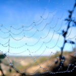 Rocío en una tela de araña
