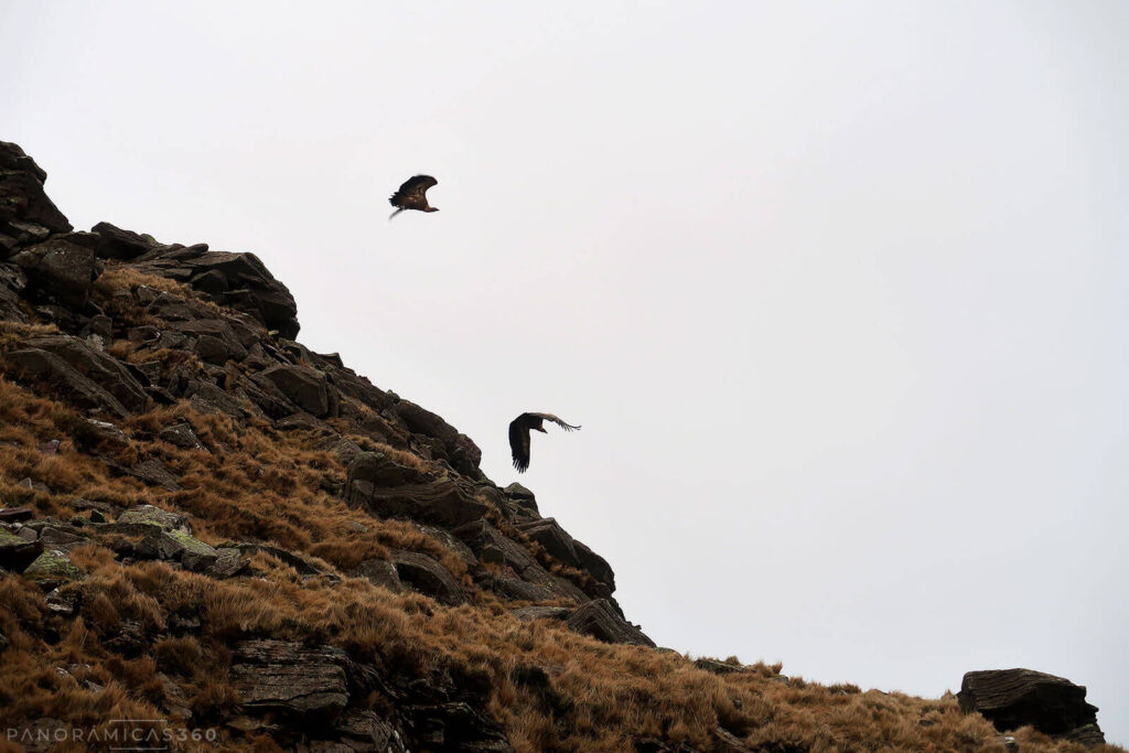 Buitres cerca de la cima del Mendaur