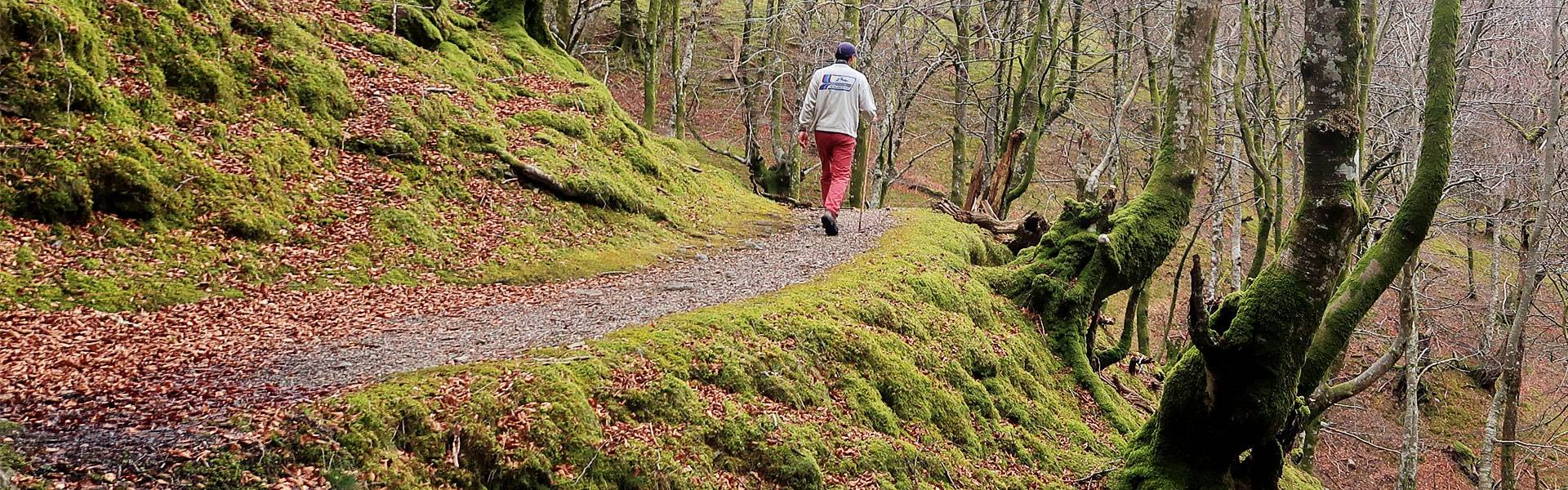 Caminando bajo el hayedo