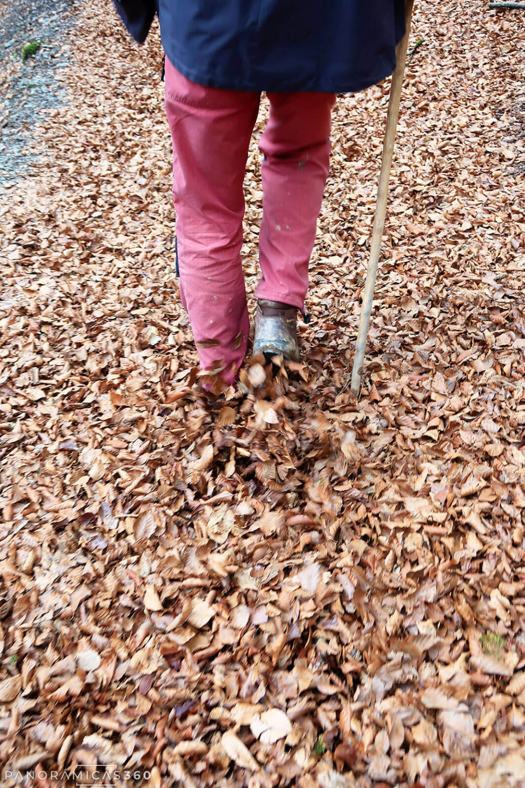 El suelo cubierto de hojas de haya