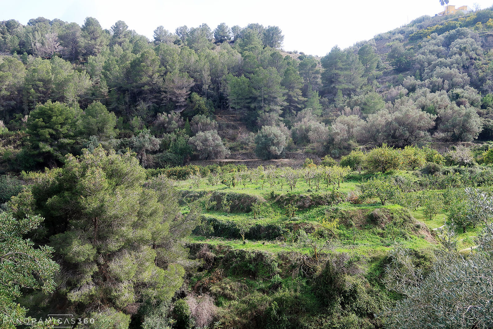 Campo de frutales en mital del bosque Mediterráneo