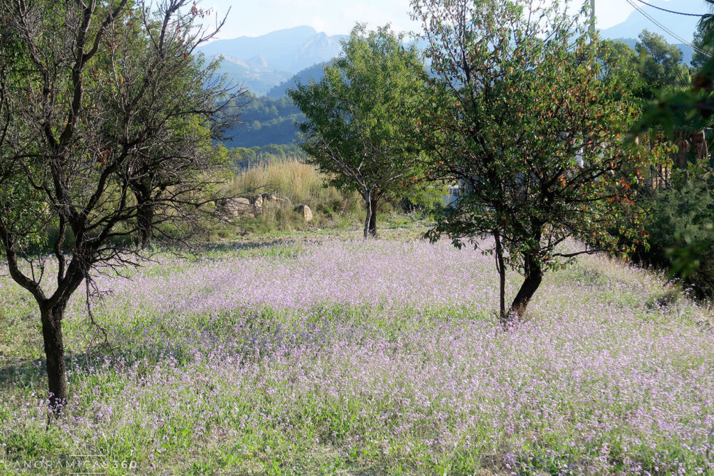 Florido campo de almendros en la proximidades de Relleu