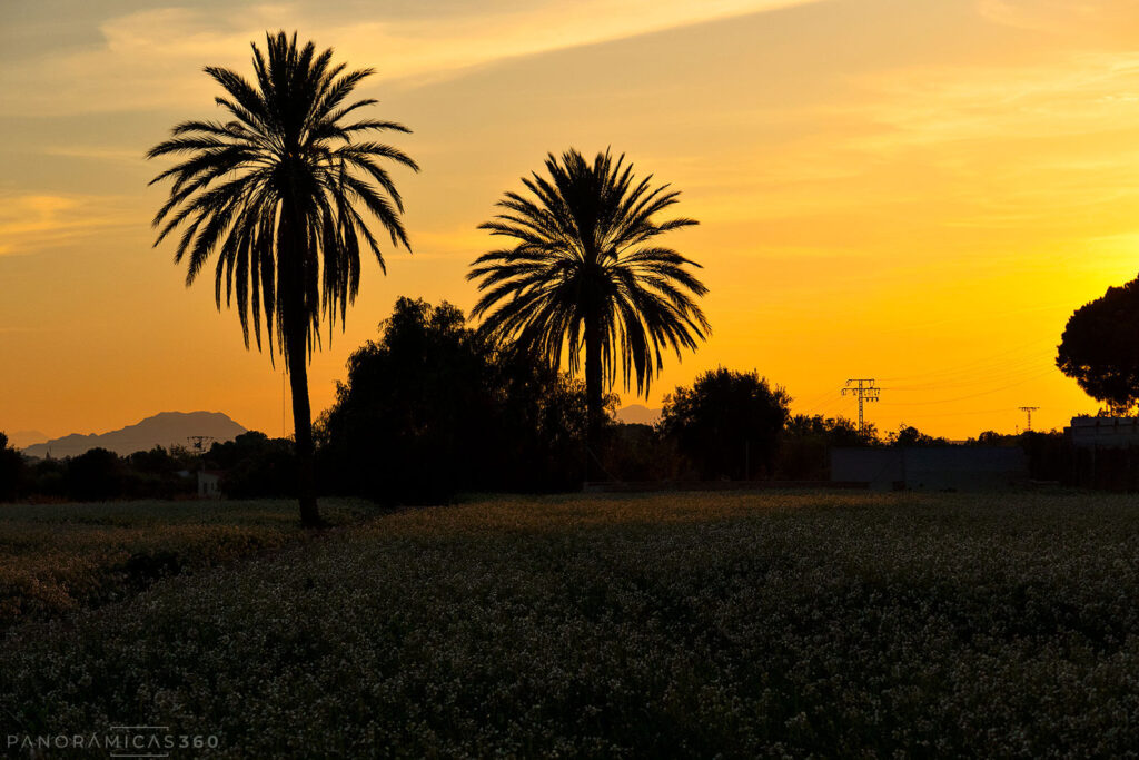 Atardecer en un campo de Mutxamel