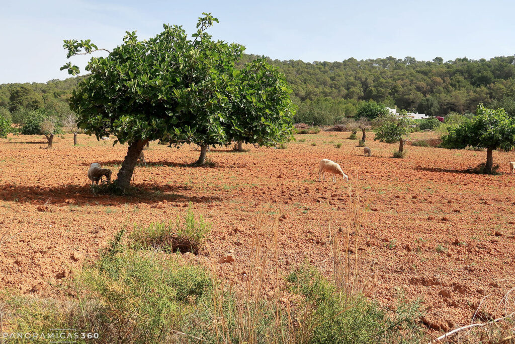Campo de cultivo en Ibiza