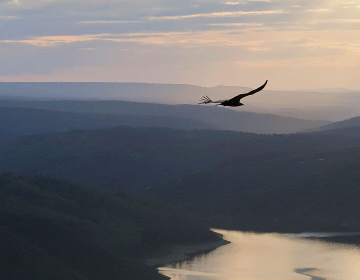 Buitre sobrevolando el Tajo en Monfragüe