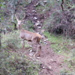 Ciervo en el Parque Nacional de Monfragüe