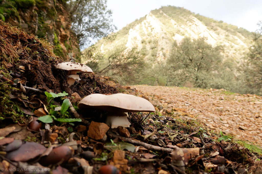 Setas (quizá agaricus silvicola) junto al camino
