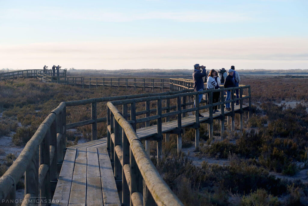 Ornitólogos y turistas en una pasarela de El Hondo